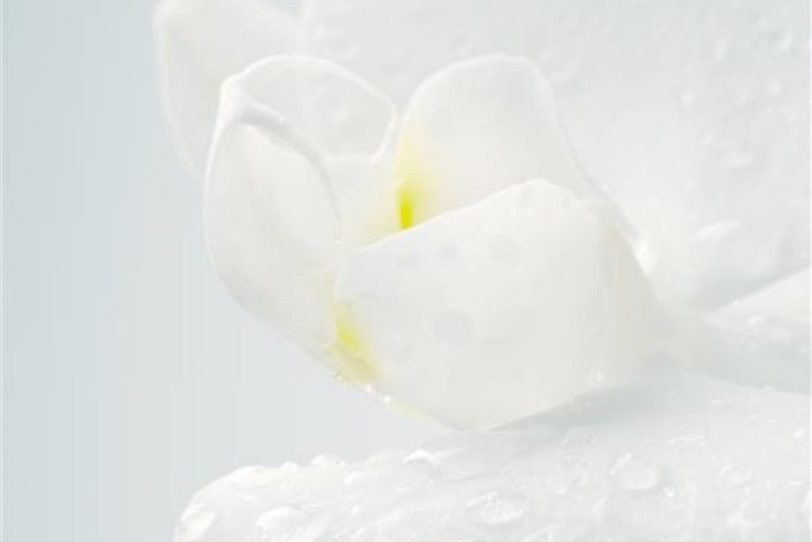 SeneGence brand imagery